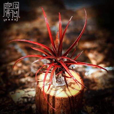 空凤来仪空气凤梨无土植物多明戈(常年带色)capitata.domingensis