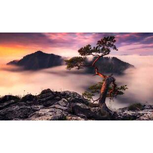 钻外贸山中厂家2021装饰画林中年diy销售1满