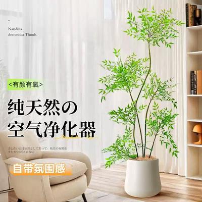 南天竹绿植室内盆栽客厅办公室四季好养真树花卉落地大型植物盆景