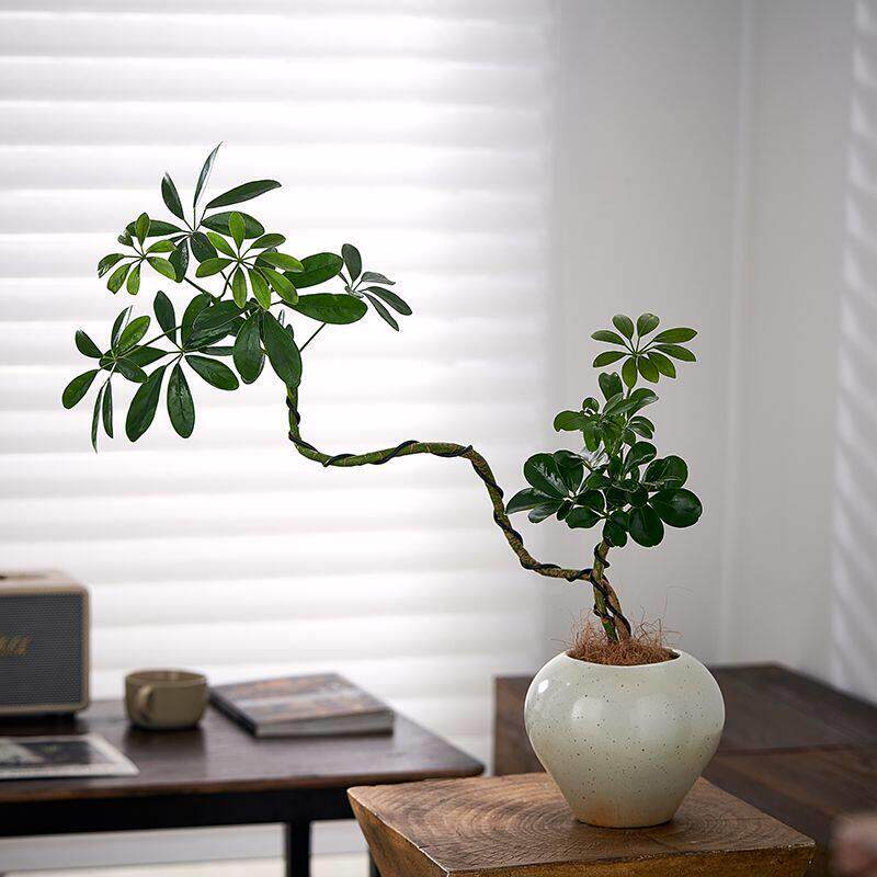 造型鸭脚木北欧简约风格盆栽四季常绿观叶植物阳台客厅净化空气