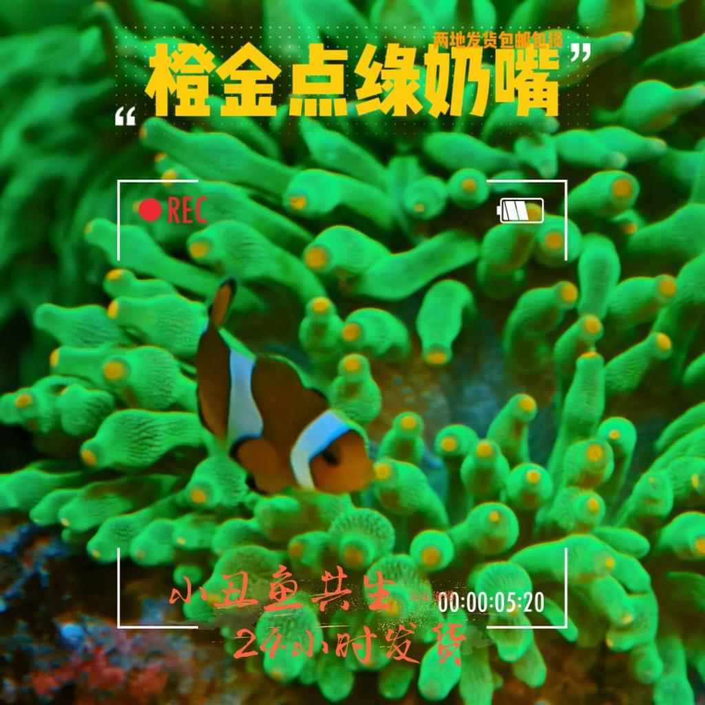 海葵活物橙金点奶嘴海葵小丑鱼共生海葵观赏珊瑚活体lps软体海葵