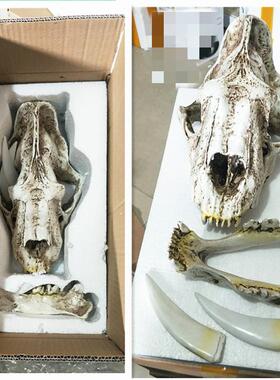 剑齿虎头骨139物动头骨模摆型树脂头骷髅道具室内办公室装饰件