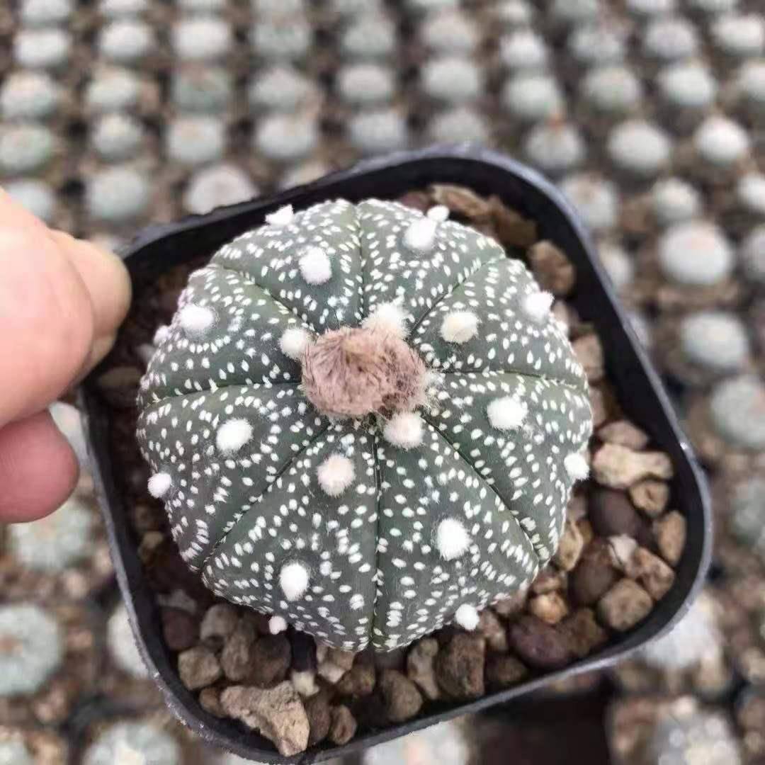 【基地直供】家居花卉植物 盆栽花卉绿植 仙人球植物 超级星兜