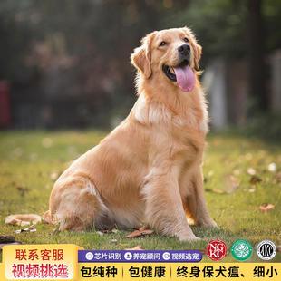 纯种赛级金毛幼犬活体大骨架导盲犬双血统家庭犬大型犬小宠物狗狗