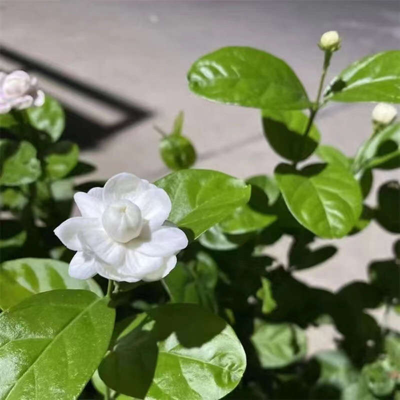 独杆直杆宝珠茉莉花盆栽圆叶宝珠小荷花绿植阳台庭院花卉芳香浓郁