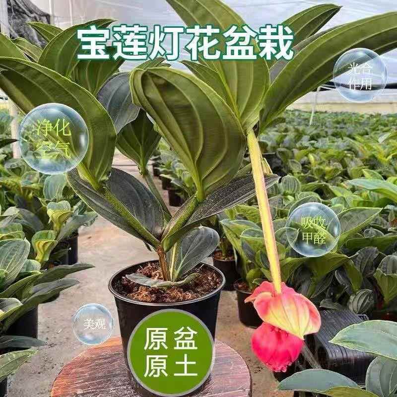 宝莲灯花盆栽带花苞花卉植物室内花好养四季常青高档客厅庭院绿植