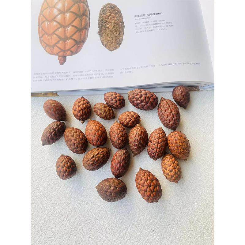 【酒椰果】棕榈科被有鳞片天然植物标本果子diy手工材料装龙鳞果