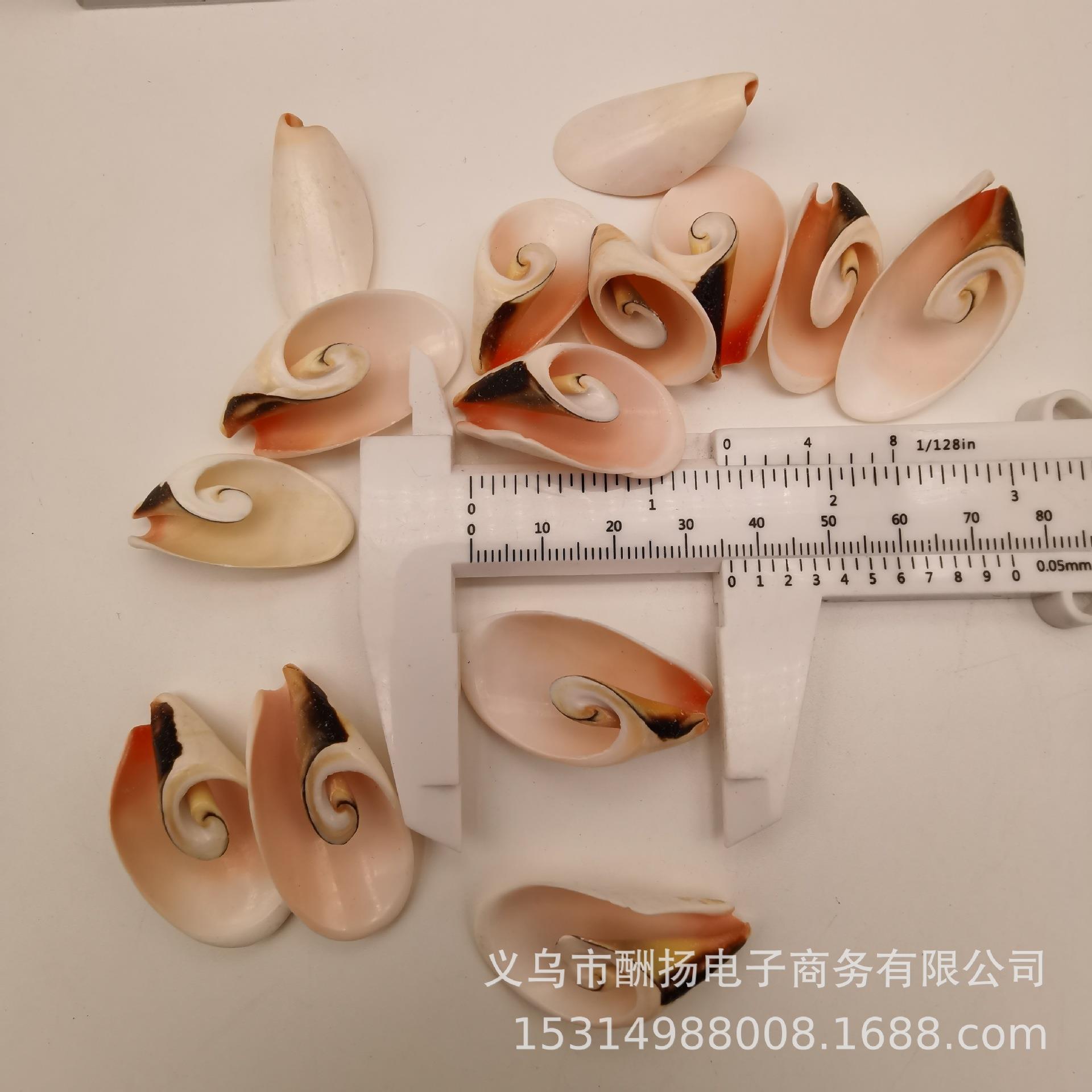 天然孔海雀切磨片贝壳螺红口Y 时尚仿真羽毛花螺材料DI配件.