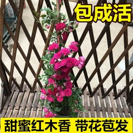 甜蜜红木香黄木香花苗浓香红色庭院四季爬藤植物开花很香的盆栽花