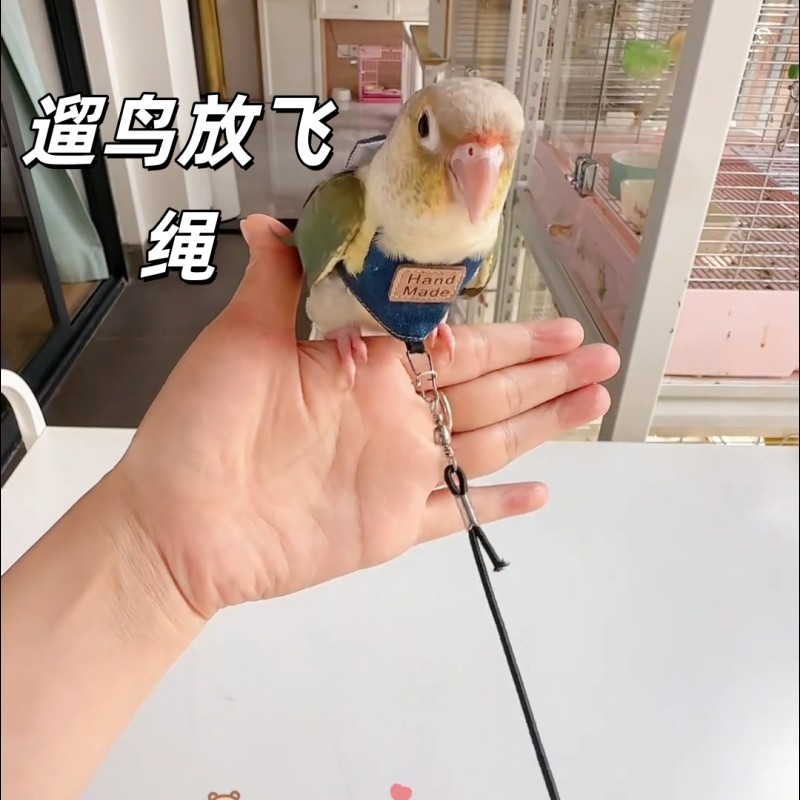 鹦鹉虎皮玄凤超轻牵引绳小太阳牡丹放飞绳遛鸟专用外出鸟脚环脚炼