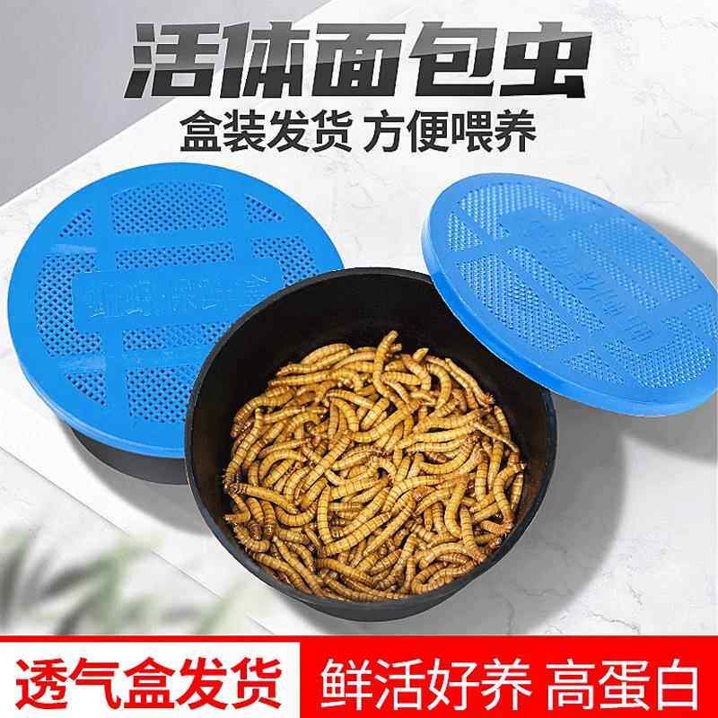 面 面包虫活体透气小盒发货黄粉虫蜘蛛蝎子乌龟守宫角蛙鸟活饵饲