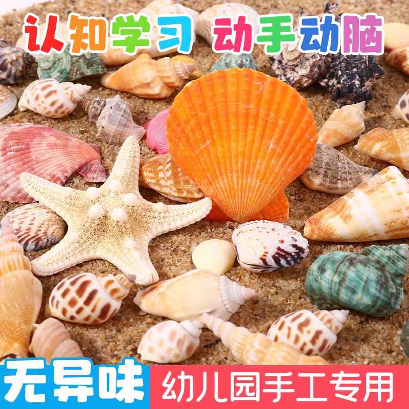 天然贝壳鱼缸造景小海螺壳手工装饰画标本卷贝鱼寄居蟹工艺礼品摆图片