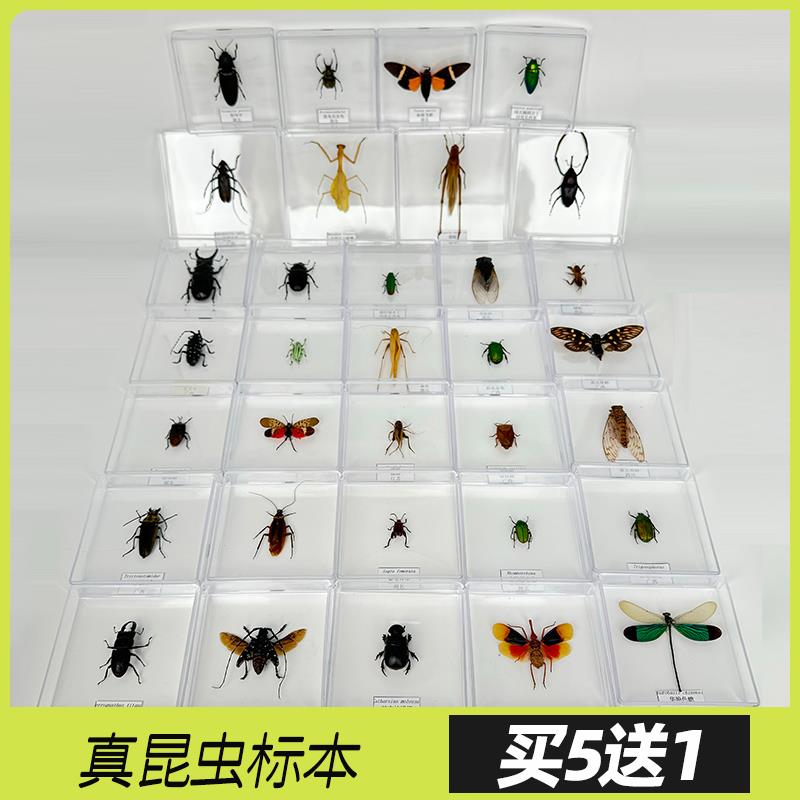 蝶仙子真昆虫标本甲虫蜻蜓琥珀蝴蝶树脂罕见亚克力盒子科普生日