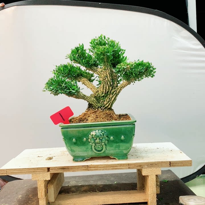 矮霸8公分粗,35高度,32冠幅广东皱皮雀舌黄杨盆景