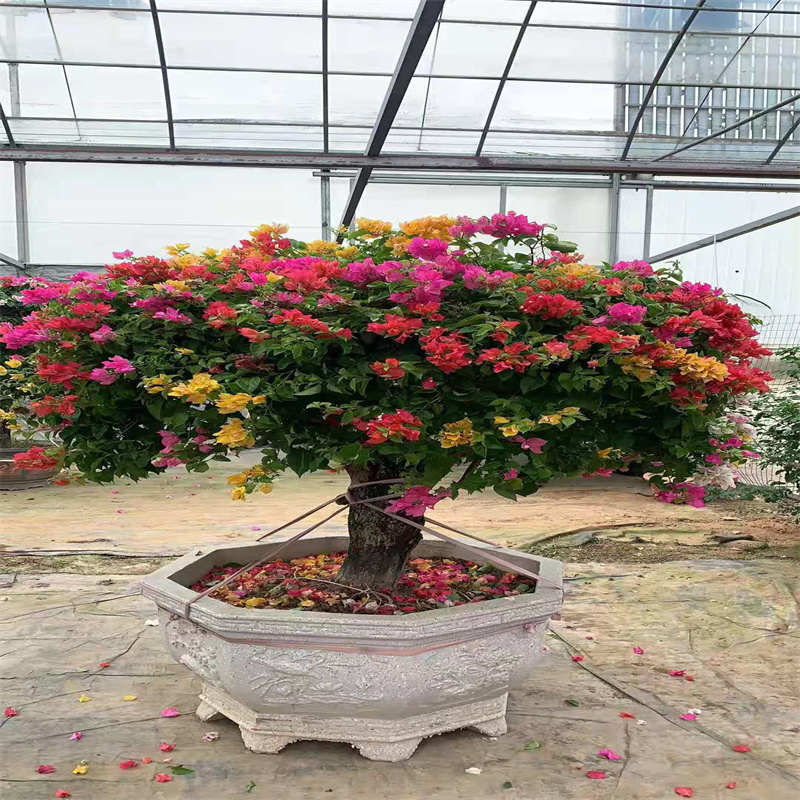 三角梅盆栽爬藤庭院室内阳台易活带花苞趣味窗台四季花卉多色老桩
