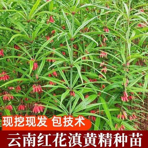 黄精苗云南滇黄精苗高杆中叶红花黄精苗
