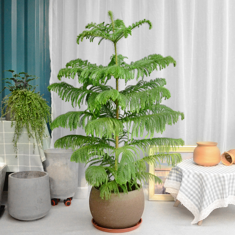 南洋杉圣诞树绿植盆栽大型室内外阳台花园庭院净化空气盆景绿植物