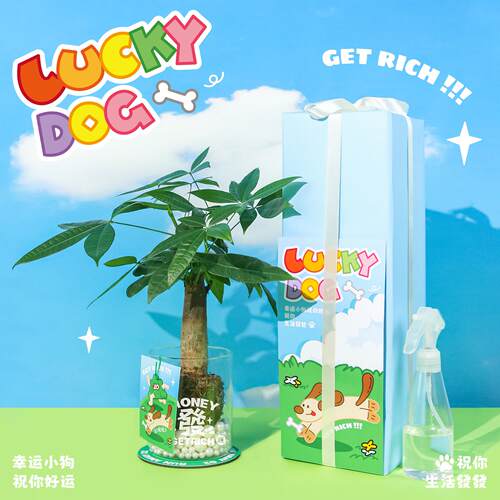 涂鸦造物 创意发财树小盆栽办公室桌面植物摆件 有钱花 礼物