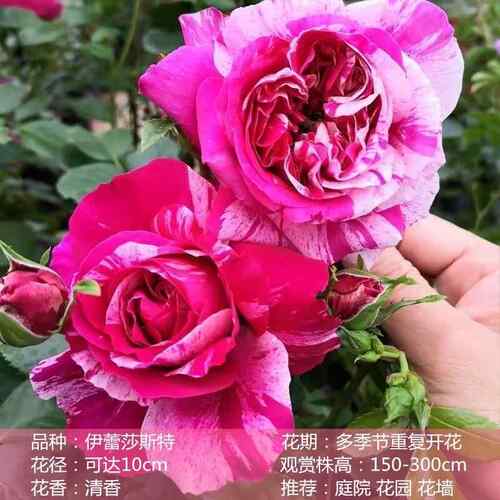 50cm大苗蔷薇花苗藤本月季花爬藤植物四季开花卉盆栽玫瑰阳台种植