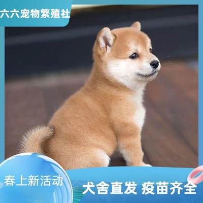 活物柴犬豆柴土柴幼犬小狗幼崽狗狗宠物正宗中小型家养田园可爱狗