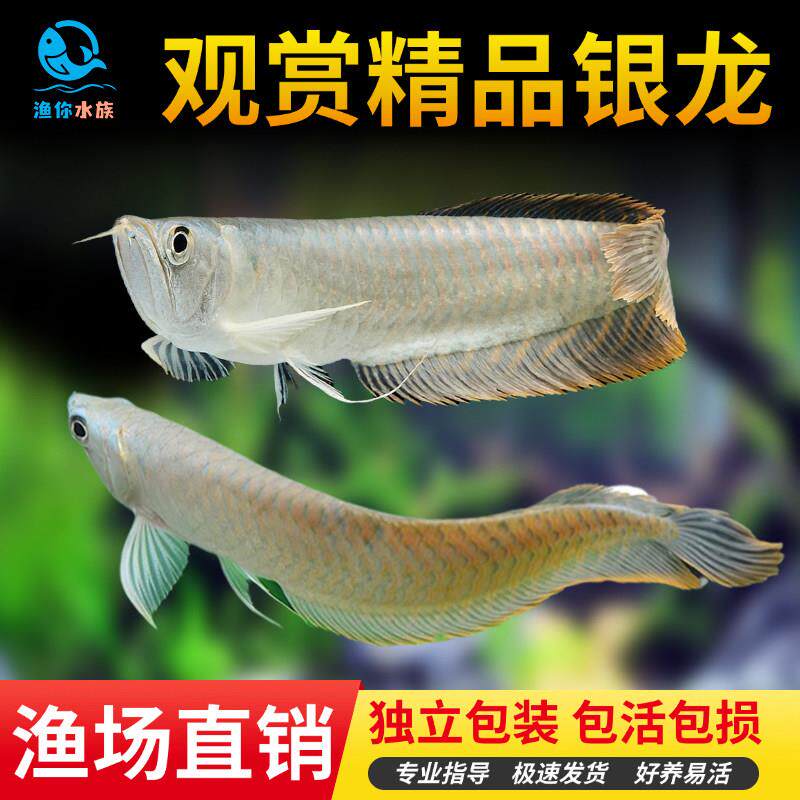 银龙鱼活体银龙鱼苗热带观赏鱼中大型风水鱼练手龙鱼金龙发财鱼