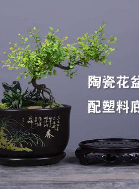 带文竹盆盆栽吊兰釉陶瓷星盆景古兰花底座陵花盆风砂室内透气