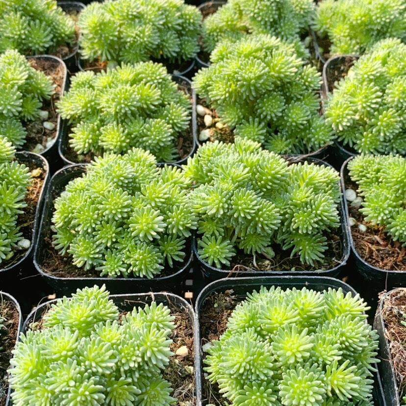 小球松老桩多肉植物造型桩微景观盆栽趣味个性萌花卉绿植组合盆栽