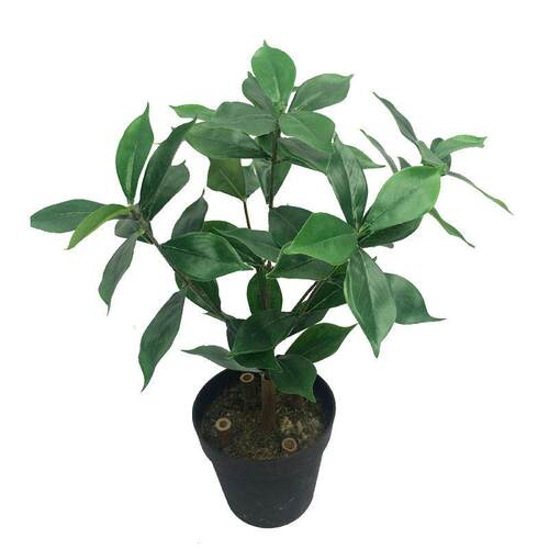 仿真植物枝野瑞香乔木厚皮香叶桑树田园落地装饰博物馆厂家