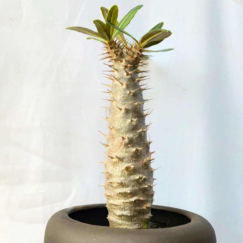 稀有植物瓶杆棒槌树绿植盆栽阳台办公桌多肉块根花卉窗台净化空气