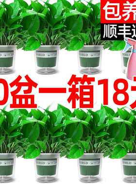 绿萝盆栽室内植物花卉绿植水培长藤垂吊大叶绿箩新房家用吸除甲醛