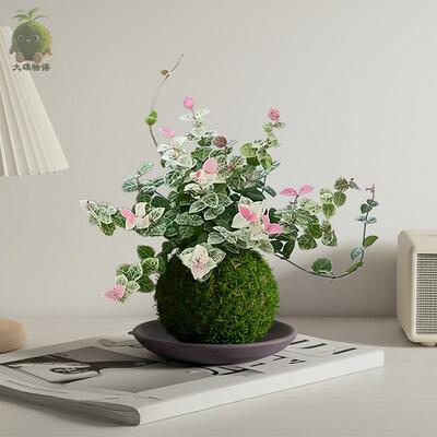 花叶络石苔藓球办公室桌面盆栽水培植物客厅绿植彩色花卉爬藤吊兰