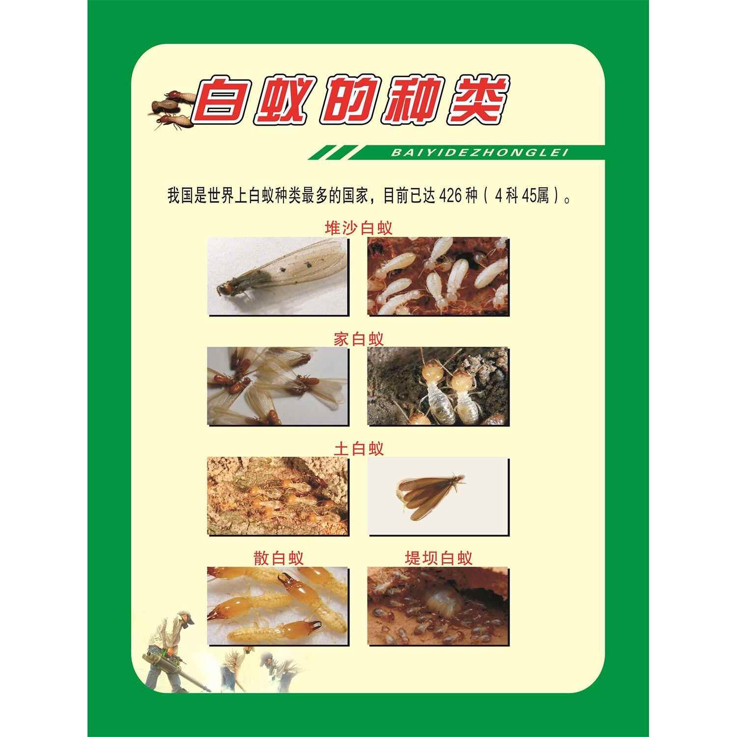 白蚁的种类海报展板白蚁的生长史白蚁的危害白蚁的防治墙贴纸