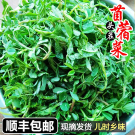 新鲜苜蓿菜5斤陕西头茬现摘蔬菜当季农家食用山野菜苜蓿芽苜蓿草