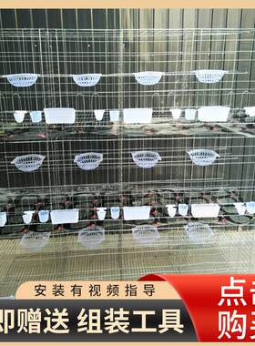 加工定制12位鸽笼24位全自动鸽用具蛋鸽笼家用配对鸽笼厂家定做