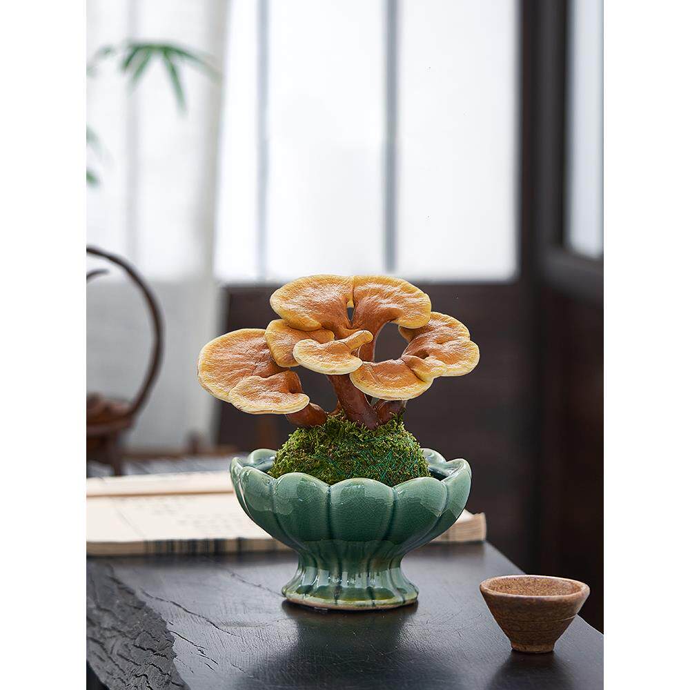 灵芝盆栽苔藓球水培植物室内桌面茶室办公室小盆景创意摆件好养花