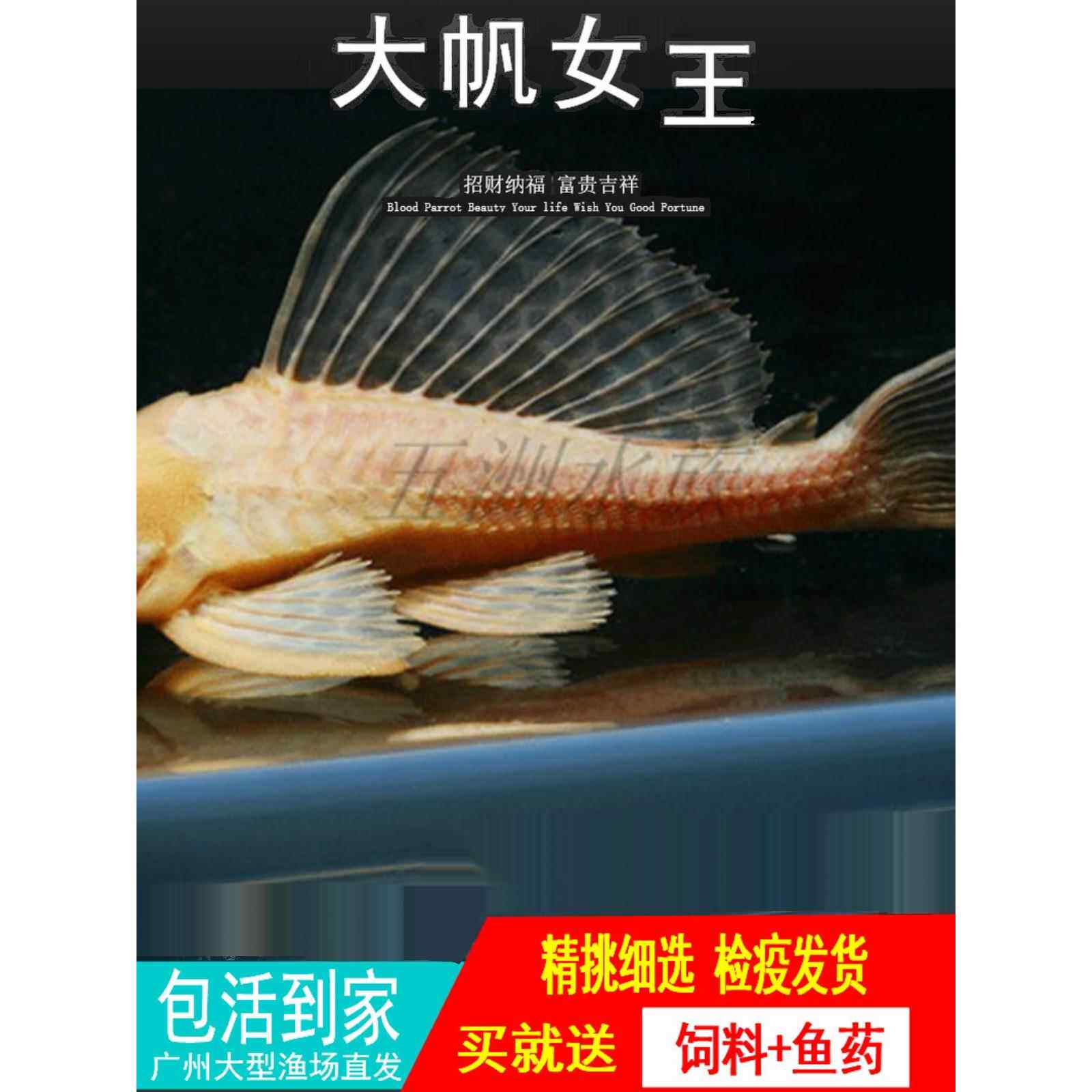 红眼女王大帆清道夫鱼底栖异形吃藻清理鱼缸垃圾鱼豹纹清道夫活体