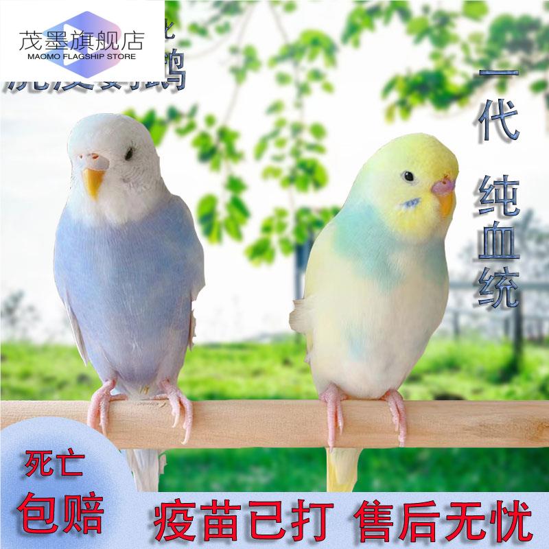 鹦鹉活鸟一公一母玄凤活物虎皮鸟类会学说话的小鸟宠物手养鸟