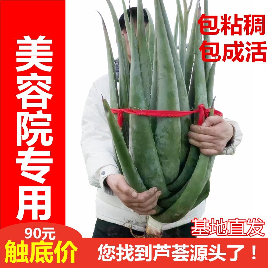 大颗美国库拉索芦荟美容院灌肤盆栽植物芦荟美容院专用新鲜芦荟