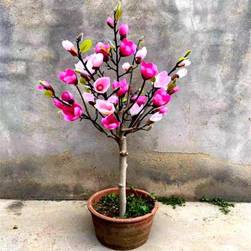 矮化玉兰花树苗嫁接盆地栽当年开花浓香南北方庭院种耐寒花卉植物