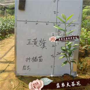 正黄旗茶花盆栽中型重瓣黄色花扦插苗益农夫基地直销包邮保证对版