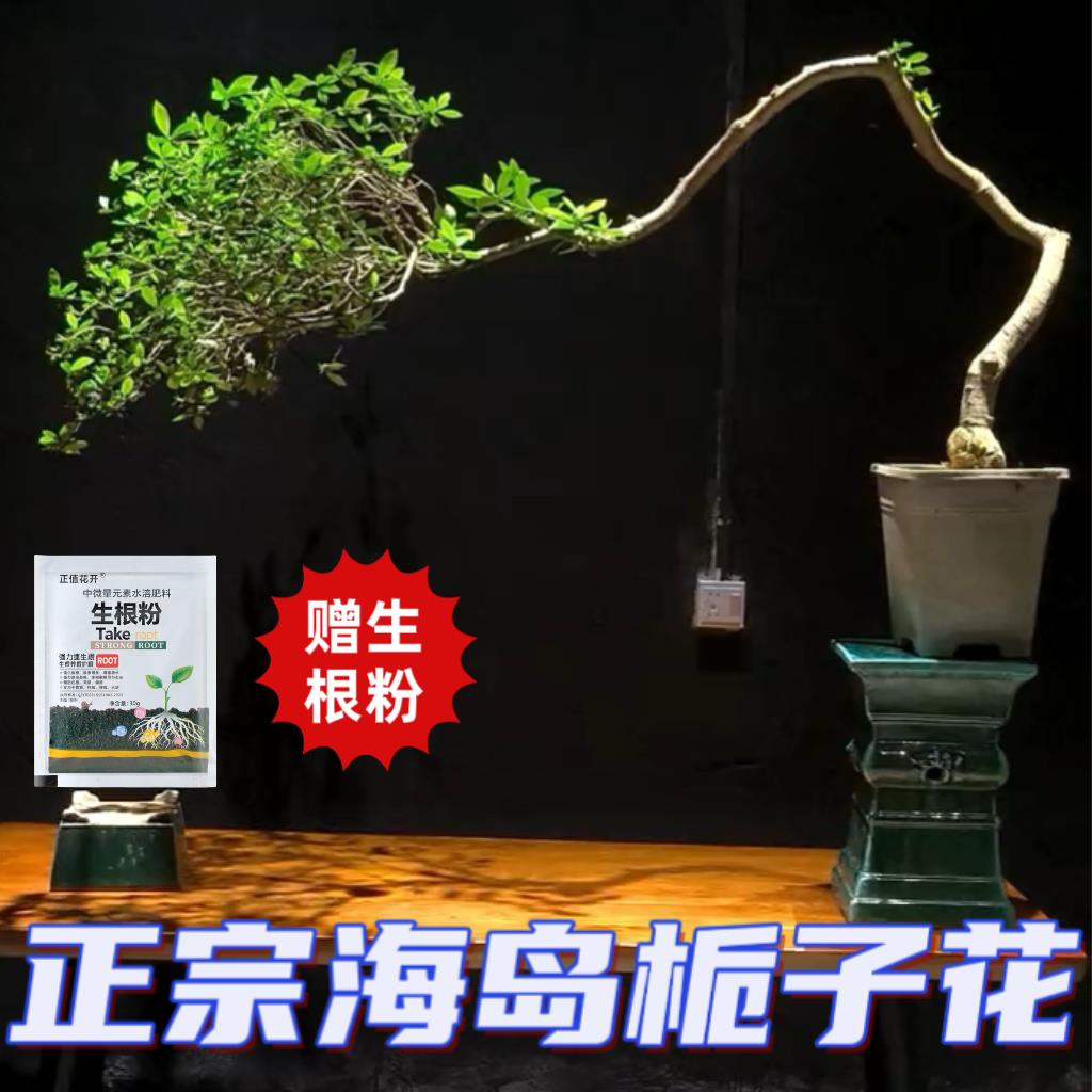 正宗海岛栀子花高产黄栀子花盆栽 阳台庭院花卉植物 四季好养活