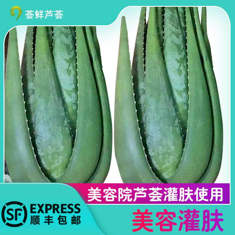 美国库拉索芦荟盆栽植物美容院专用灌肤新鲜苗纳豆奶芦荟植物盆栽