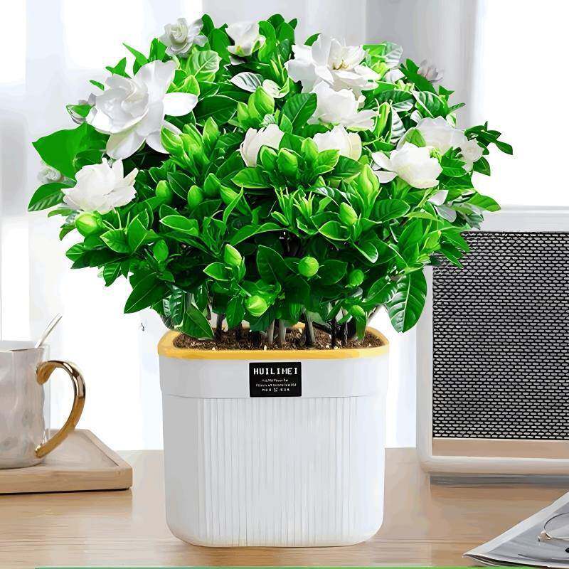 栀子花盆栽花卉植物带花苞桌面阳台水培绿植浓香型大花多季节开花