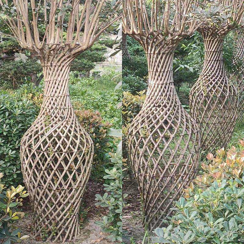 紫薇花瓶 紫薇编艺植物 园林景观 造型绿化苗木 庭院造型植物花木