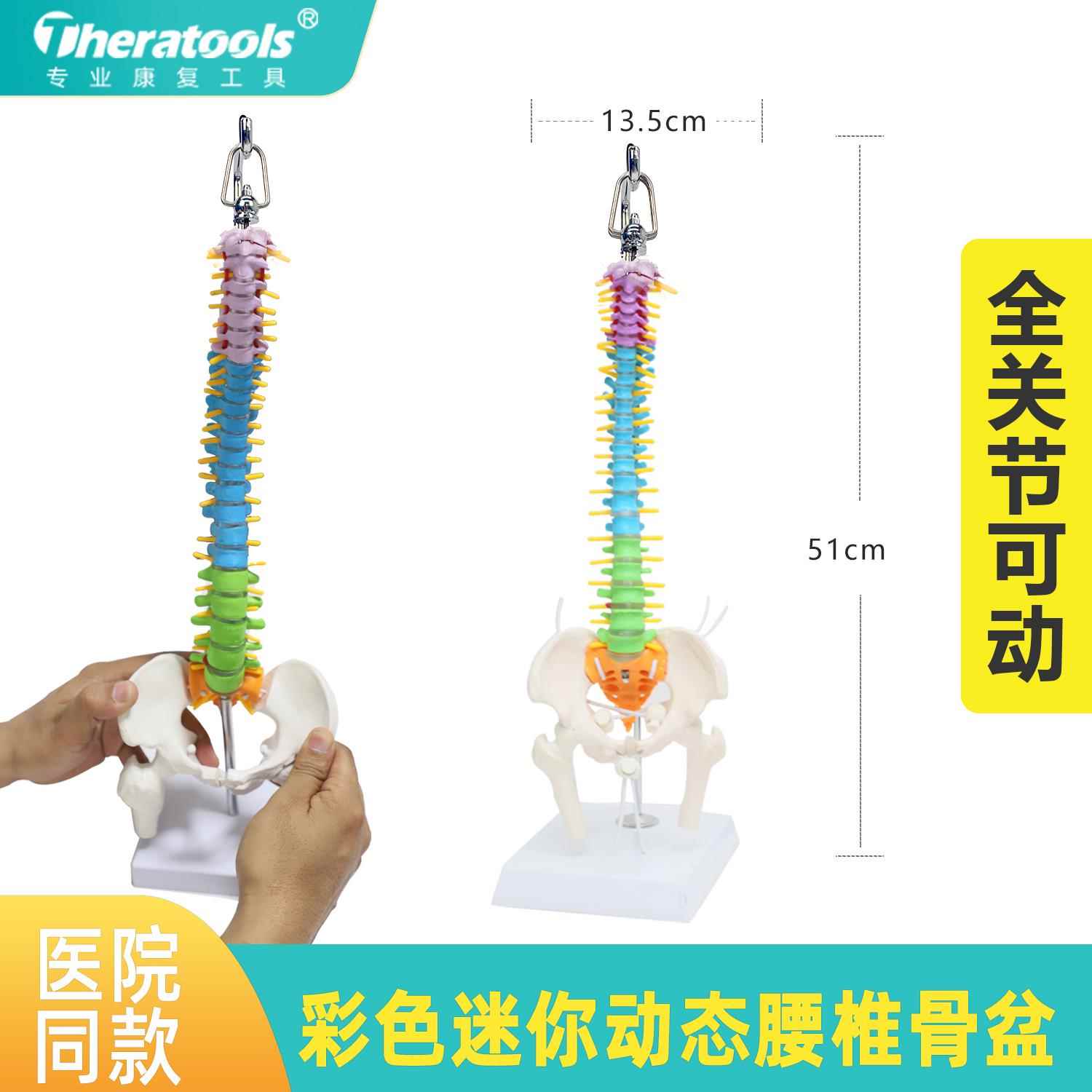 动态可活动脊柱骨盆模型迷你小脊椎彩色人体骨骼架教具theratools
