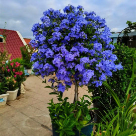 蓝雪花木槿棒棒糖植物室内阳台，绿植盆栽i米兰，栀子花驱蚊花卉很耐