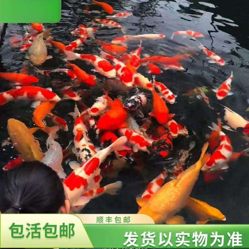 日系锦鲤冷水观赏鱼纯种大型锦鲤活鱼渔场养殖大正三色红白黄金