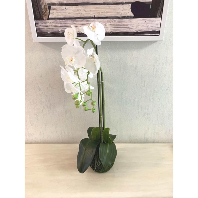 家居装饰仿真蝴蝶兰盆栽手感仿真假盆景酒店大堂装饰摆件植物批发