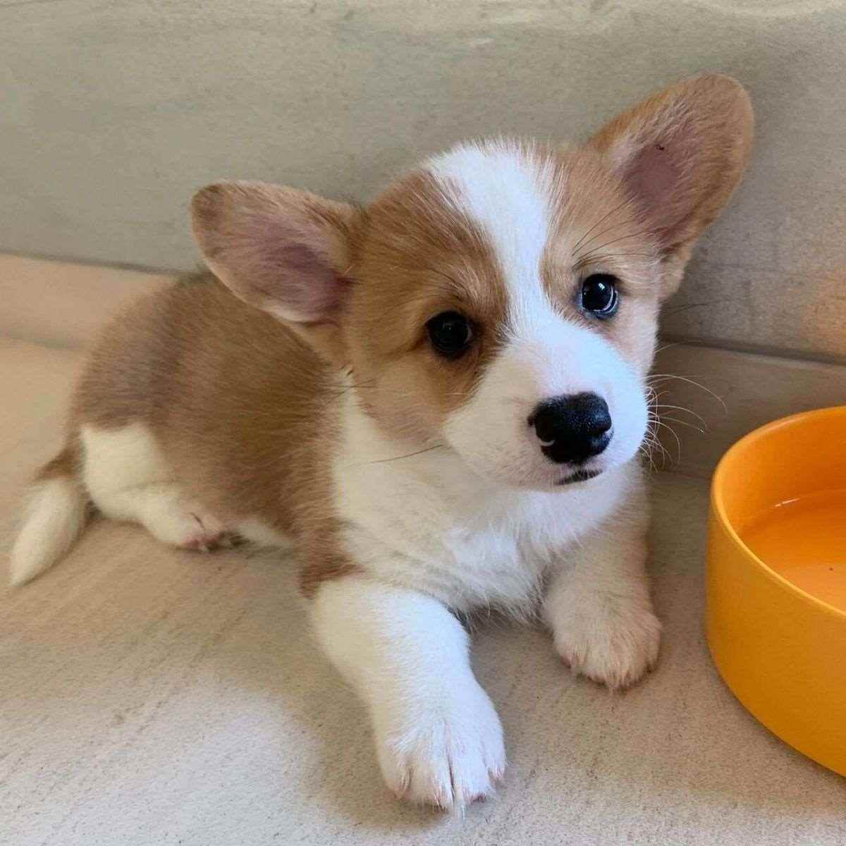 柯基幼犬便宜真狗小短腿犬舍双色家养中小型包邮现货长不大犬可爱