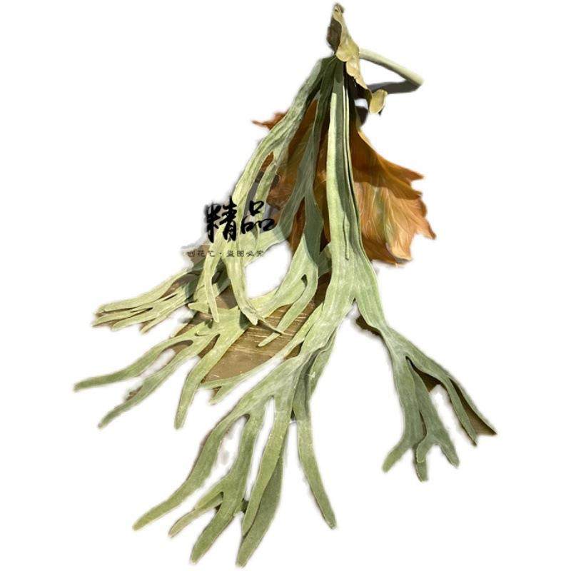 仿牛蕨草空气草多肉蕨类植物热带BWG雨绿植真生态田园林单只角/束